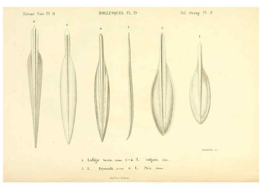 Reproducción/Reproduction 6289737128: Mollusques vivants et fossiles. Atlas. Paris :Gide et Cie., éditeurs,1845