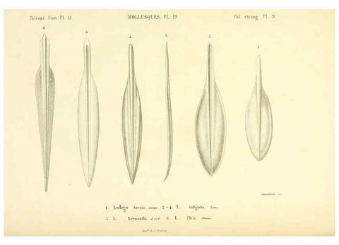 Reproducción/Reproduction 6289737128: Mollusques vivants et fossiles. Atlas. Paris :Gide et Cie., éditeurs,1845