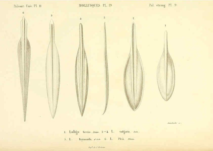 Reproducción/Reproduction 6289737128: Mollusques vivants et fossiles. Atlas. Paris :Gide et Cie., éditeurs,1845