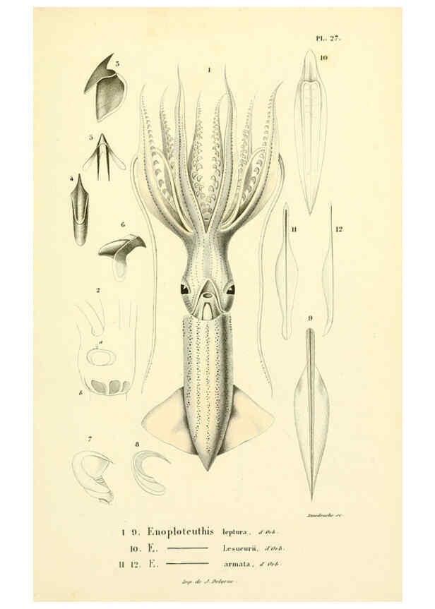 Reproducción/Reproduction 6289740632: Mollusques vivants et fossiles. Atlas. Paris :Gide et Cie., éditeurs,1845