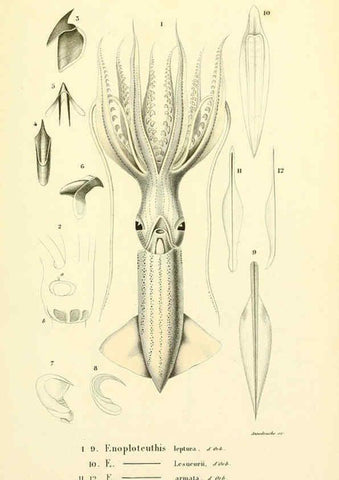 Reproducción/Reproduction 6289740632: Mollusques vivants et fossiles. Atlas. Paris :Gide et Cie., éditeurs,1845