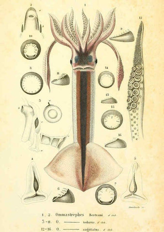 Reproducción/Reproduction 6289220837: Mollusques vivants et fossiles. Atlas. Paris :Gide et Cie., éditeurs,1845