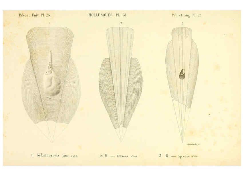 Reproducción/Reproduction 6289221337: Mollusques vivants et fossiles. Atlas. Paris :Gide et Cie., éditeurs,1845