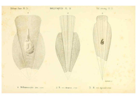 Reproducción/Reproduction 6289221337: Mollusques vivants et fossiles. Atlas. Paris :Gide et Cie., éditeurs,1845