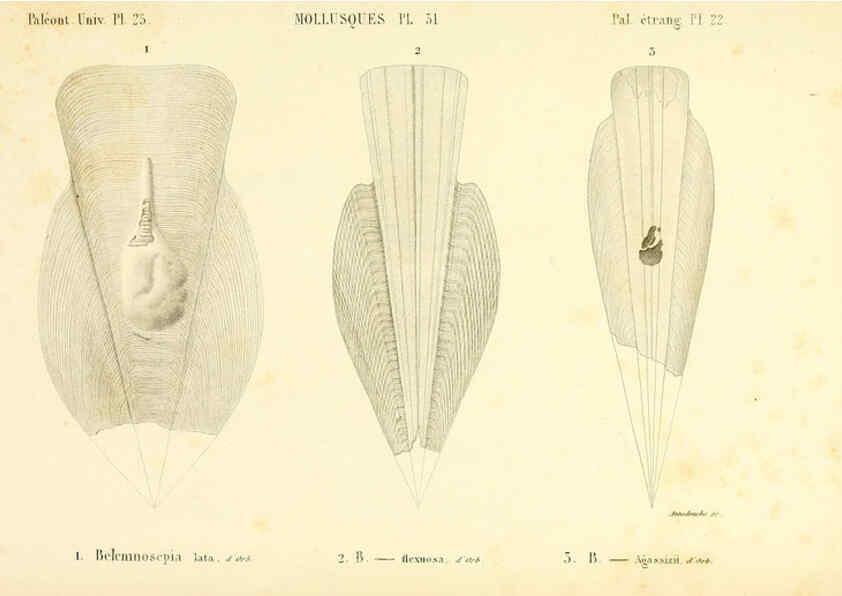 Reproducción/Reproduction 6289221337: Mollusques vivants et fossiles. Atlas. Paris :Gide et Cie., éditeurs,1845