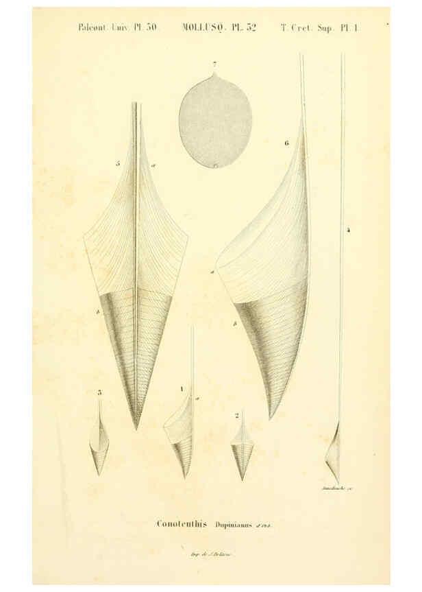 Reproducción/Reproduction 6289741790: Mollusques vivants et fossiles. Atlas. Paris :Gide et Cie., éditeurs,1845