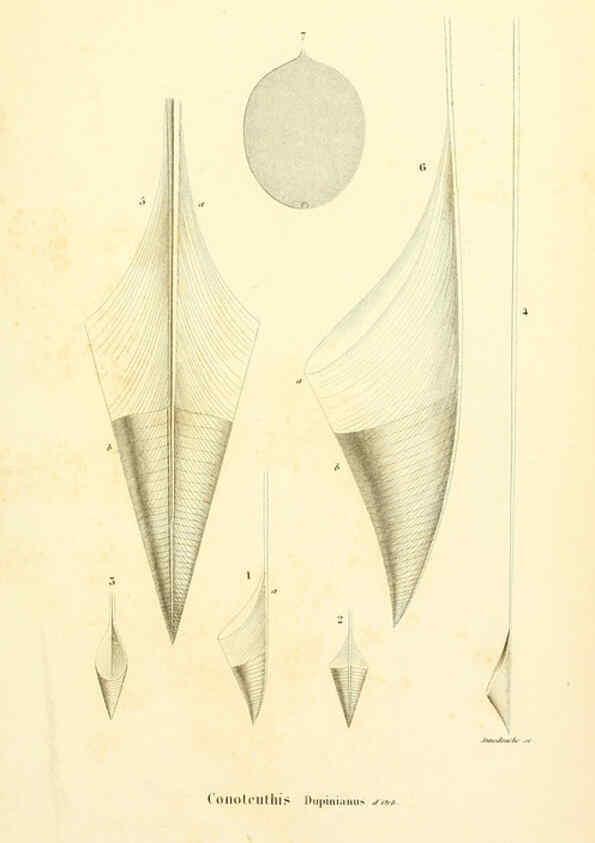 Reproducción/Reproduction 6289741790: Mollusques vivants et fossiles. Atlas. Paris :Gide et Cie., éditeurs,1845