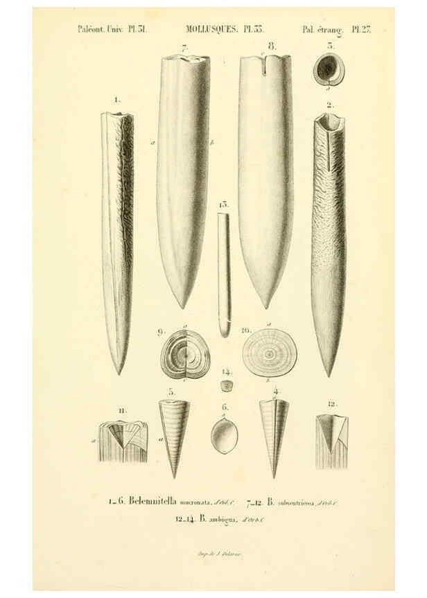 Reproducción/Reproduction 6289741970: Mollusques vivants et fossiles. Atlas. Paris :Gide et Cie., éditeurs,1845