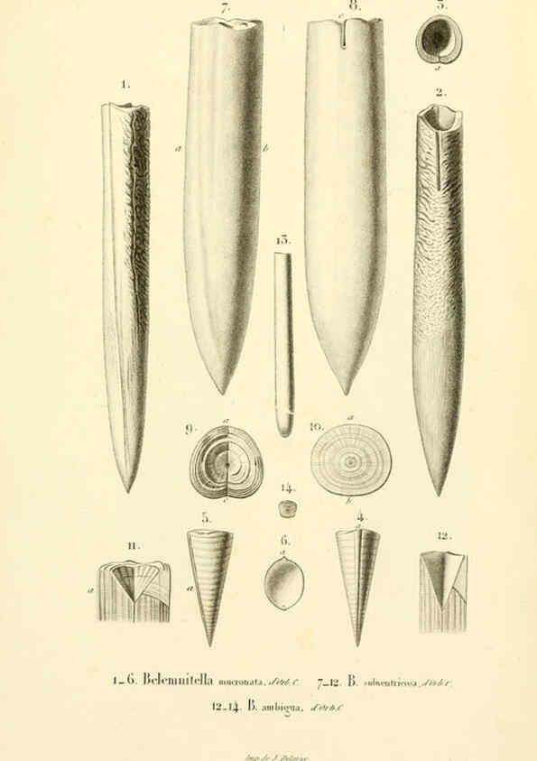 Reproducción/Reproduction 6289741970: Mollusques vivants et fossiles. Atlas. Paris :Gide et Cie., éditeurs,1845