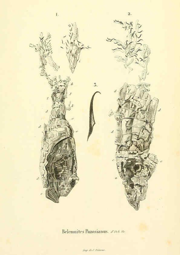 Reproducción/Reproduction 6289221947: Mollusques vivants et fossiles. Atlas. Paris :Gide et Cie., éditeurs,1845