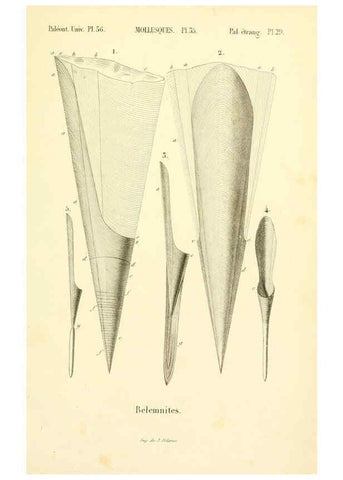 Reproducción/Reproduction 6289742456: Mollusques vivants et fossiles. Atlas. Paris :Gide et Cie., éditeurs,1845