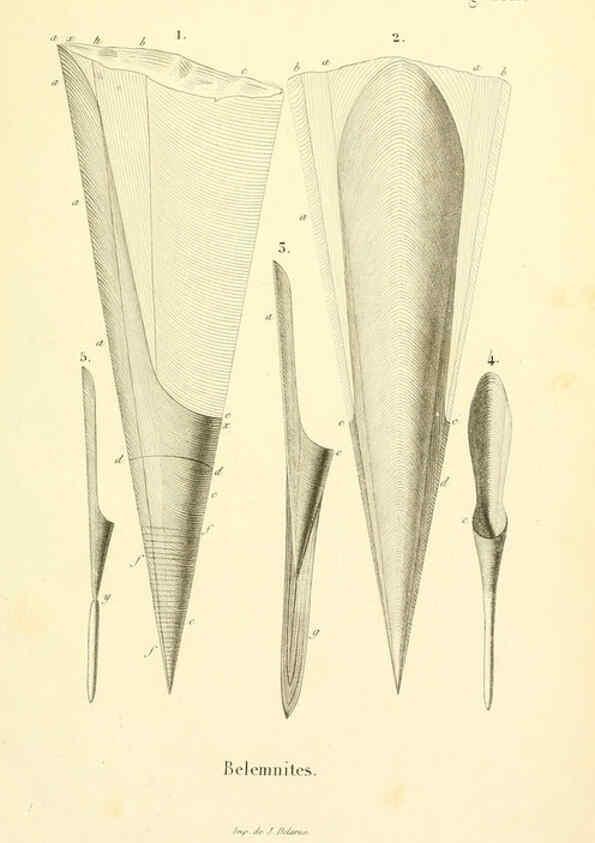 Reproducción/Reproduction 6289742456: Mollusques vivants et fossiles. Atlas. Paris :Gide et Cie., éditeurs,1845