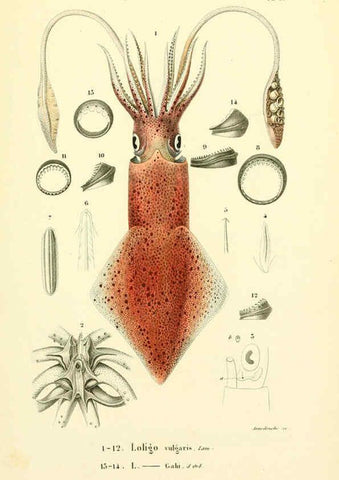 Reproducción/Reproduction 6289736866: Mollusques vivants et fossiles. Atlas. Paris :Gide et Cie., éditeurs,1845