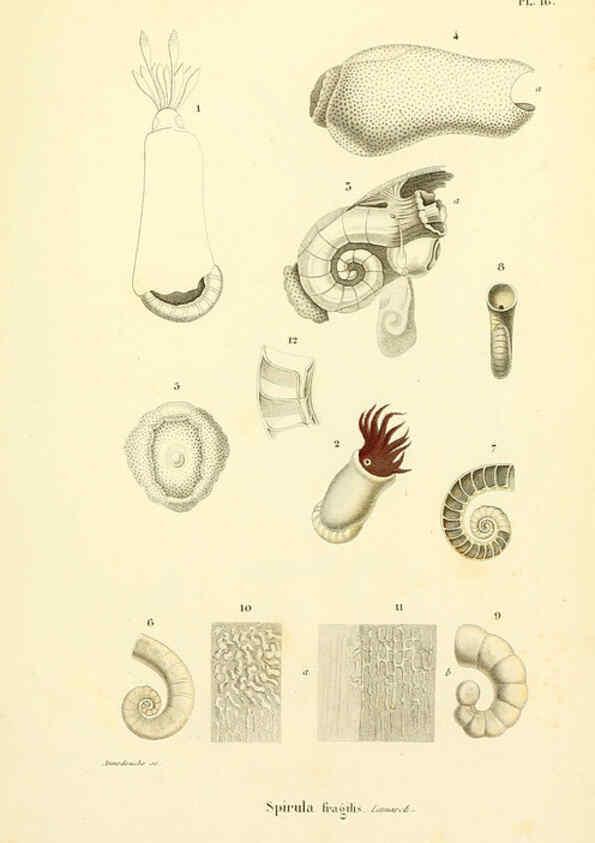 Reproducción/Reproduction 6289736306: Mollusques vivants et fossiles. Atlas. Paris :Gide et Cie., éditeurs,1845