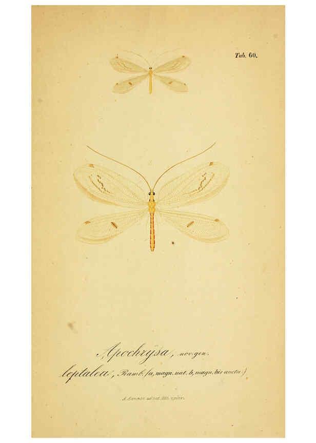 Reproducción/Reproduction 6288935215: Symbolae ad monographiam generis chrysopae, Leach. Vratislaviae,apud Ferdinandum Hirt,1851