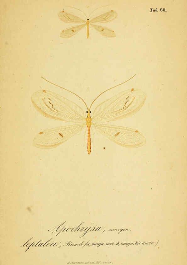 Reproducción/Reproduction 6288935215: Symbolae ad monographiam generis chrysopae, Leach. Vratislaviae,apud Ferdinandum Hirt,1851