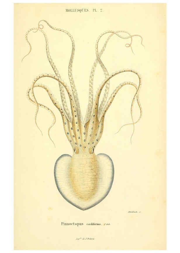 Reproducción/Reproduction 6289213061: Mollusques vivants et fossiles. Atlas. Paris :Gide et Cie., éditeurs,1845