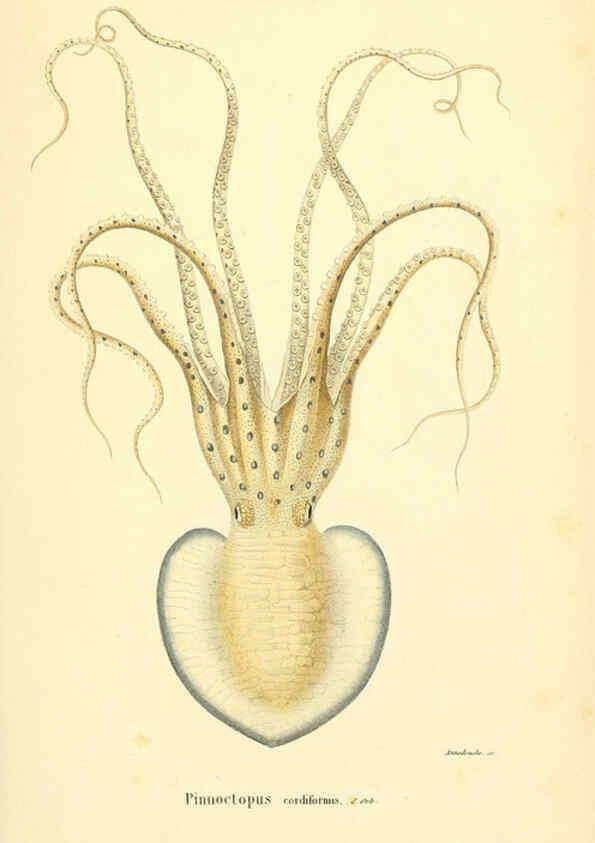 Reproducción/Reproduction 6289213061: Mollusques vivants et fossiles. Atlas. Paris :Gide et Cie., éditeurs,1845