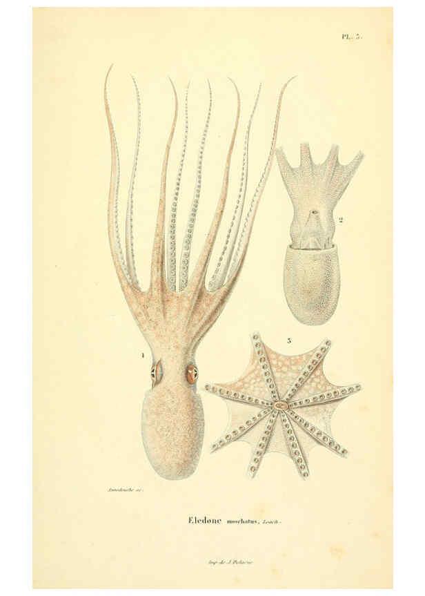 Reproducción/Reproduction 6289733580: Mollusques vivants et fossiles. Atlas. Paris :Gide et Cie., éditeurs,1845