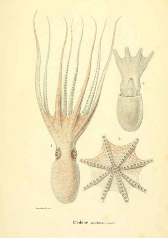 Reproducción/Reproduction 6289733580: Mollusques vivants et fossiles. Atlas. Paris :Gide et Cie., éditeurs,1845