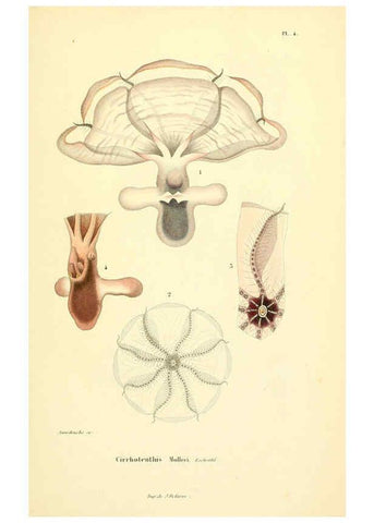 Reproducción/Reproduction 6289213473: Mollusques vivants et fossiles. Atlas. Paris :Gide et Cie., éditeurs,1845