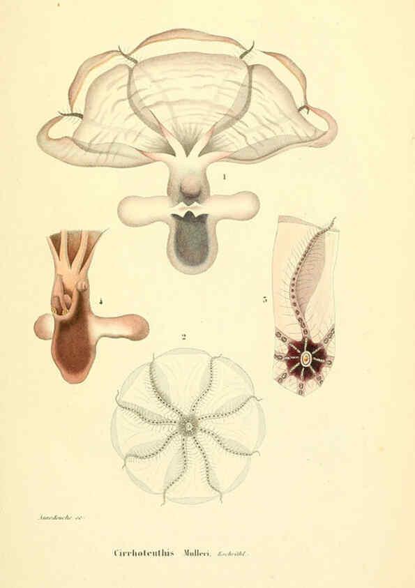 Reproducción/Reproduction 6289213473: Mollusques vivants et fossiles. Atlas. Paris :Gide et Cie., éditeurs,1845