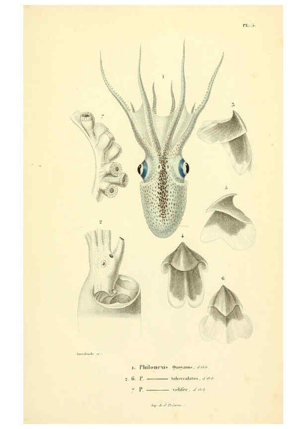 Reproducción/Reproduction 6289213661: Mollusques vivants et fossiles. Atlas. Paris :Gide et Cie., éditeurs,1845