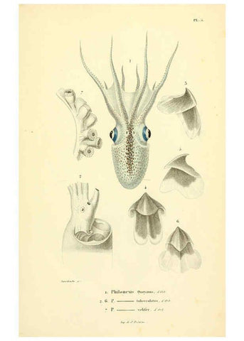 Reproducción/Reproduction 6289213661: Mollusques vivants et fossiles. Atlas. Paris :Gide et Cie., éditeurs,1845