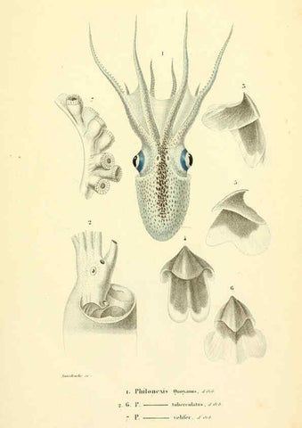 Reproducción/Reproduction 6289213661: Mollusques vivants et fossiles. Atlas. Paris :Gide et Cie., éditeurs,1845