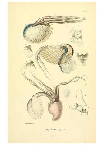 Reproducción/Reproduction 6289213931: Mollusques vivants et fossiles. Atlas. Paris :Gide et Cie., éditeurs,1845