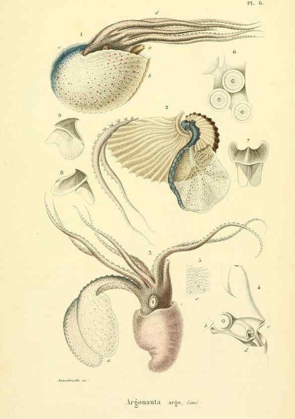 Reproducción/Reproduction 6289213931: Mollusques vivants et fossiles. Atlas. Paris :Gide et Cie., éditeurs,1845