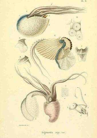 Reproducción/Reproduction 6289213931: Mollusques vivants et fossiles. Atlas. Paris :Gide et Cie., éditeurs,1845