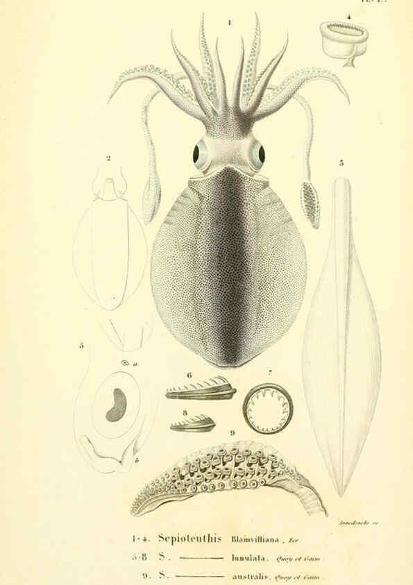 Reproducción/Reproduction 6289216175: Mollusques vivants et fossiles. Atlas. Paris :Gide et Cie., éditeurs,1845