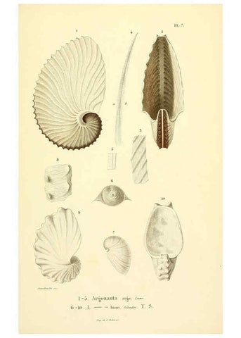 Reproducción/Reproduction 6289214101: Mollusques vivants et fossiles. Atlas. Paris :Gide et Cie., éditeurs,1845