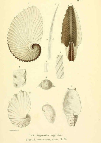 Reproducción/Reproduction 6289214101: Mollusques vivants et fossiles. Atlas. Paris :Gide et Cie., éditeurs,1845