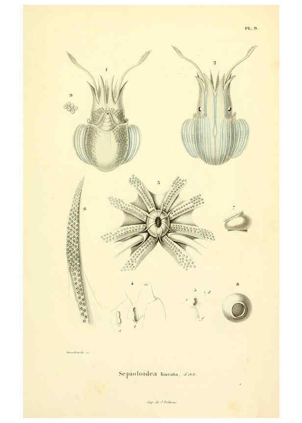 Reproducción/Reproduction 6289214537: Mollusques vivants et fossiles. Atlas. Paris :Gide et Cie., éditeurs,1845