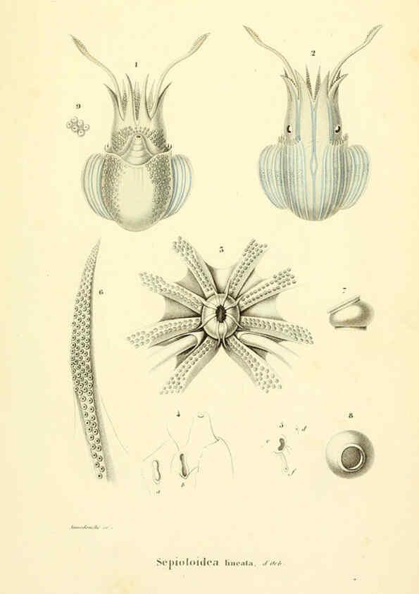 Reproducción/Reproduction 6289214537: Mollusques vivants et fossiles. Atlas. Paris :Gide et Cie., éditeurs,1845