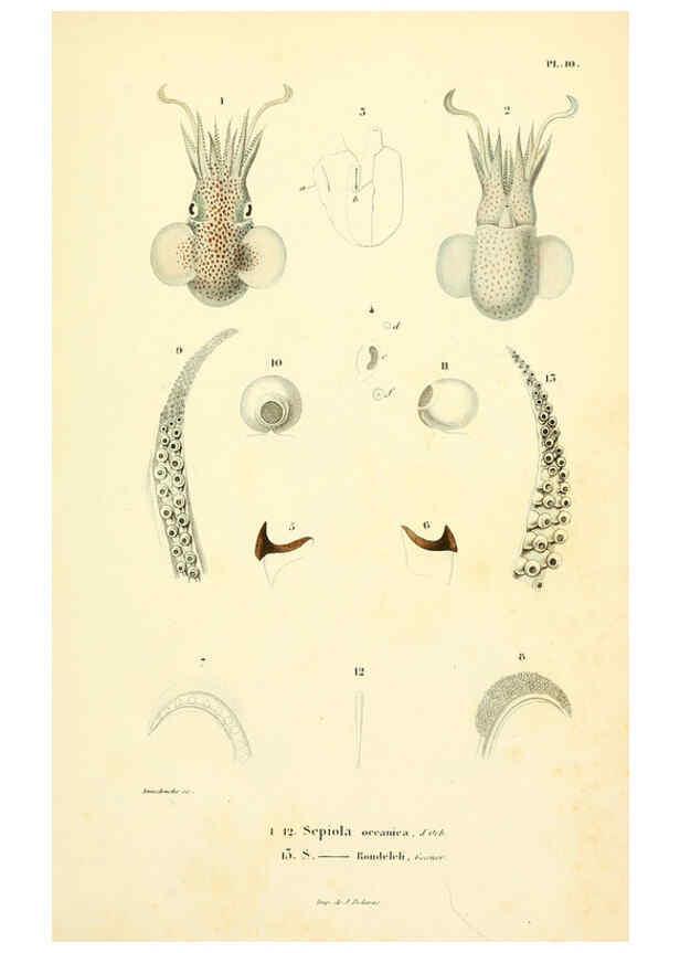 Reproducción/Reproduction 6289735038: Mollusques vivants et fossiles. Atlas. Paris :Gide et Cie., éditeurs,1845