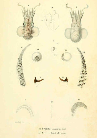 Reproducción/Reproduction 6289735038: Mollusques vivants et fossiles. Atlas. Paris :Gide et Cie., éditeurs,1845