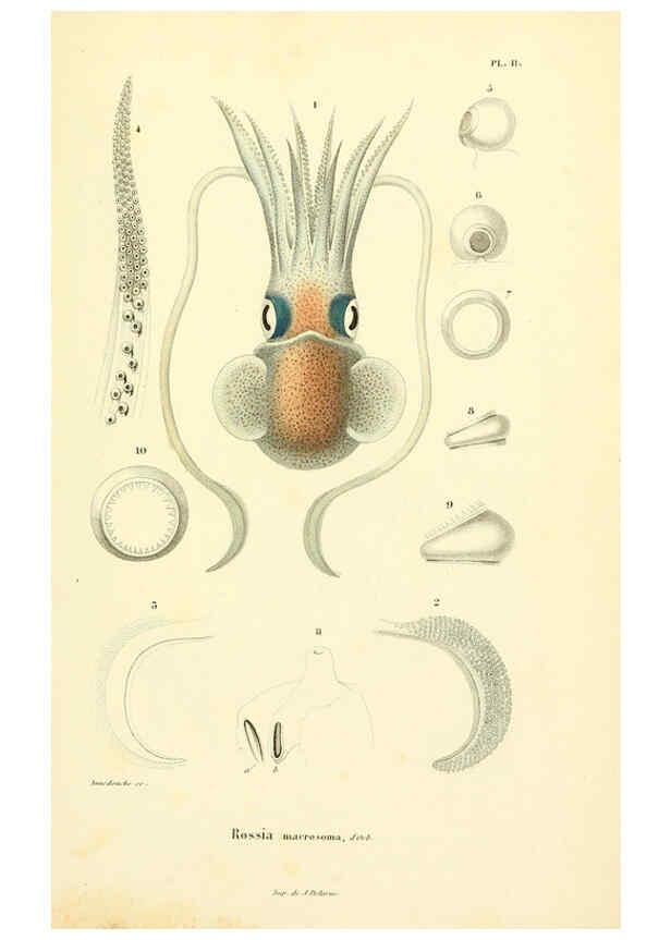 Reproducción/Reproduction 6289735230: Mollusques vivants et fossiles. Atlas. Paris :Gide et Cie., éditeurs,1845