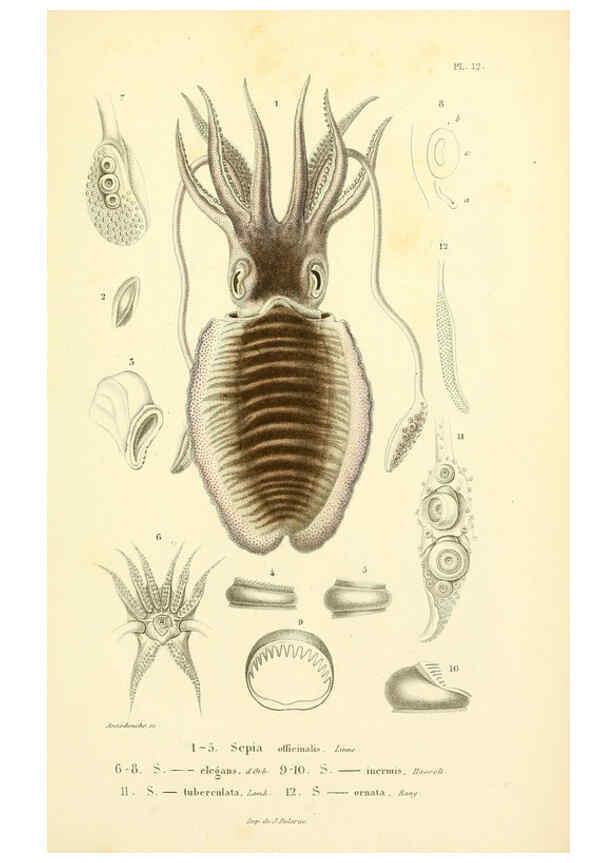 Reproducción/Reproduction 6289215095: Mollusques vivants et fossiles. Atlas. Paris :Gide et Cie., éditeurs,1845