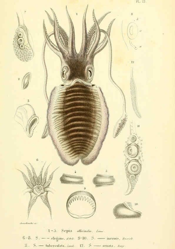 Reproducción/Reproduction 6289215095: Mollusques vivants et fossiles. Atlas. Paris :Gide et Cie., éditeurs,1845