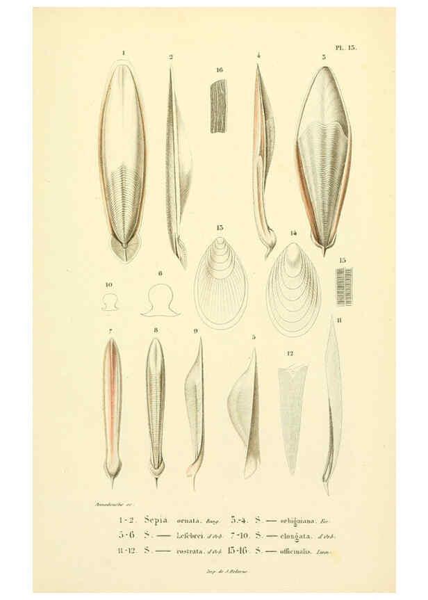 Reproducción/Reproduction 6289215327: Mollusques vivants et fossiles. Atlas. Paris :Gide et Cie., éditeurs,1845