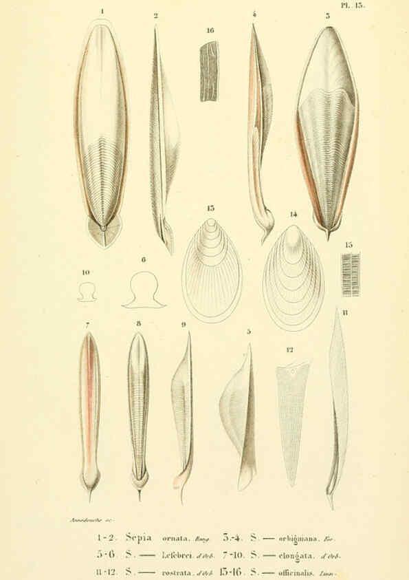 Reproducción/Reproduction 6289215327: Mollusques vivants et fossiles. Atlas. Paris :Gide et Cie., éditeurs,1845