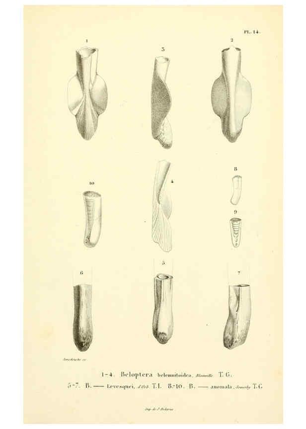 Reproducción/Reproduction 6289735910: Mollusques vivants et fossiles. Atlas. Paris :Gide et Cie., éditeurs,1845