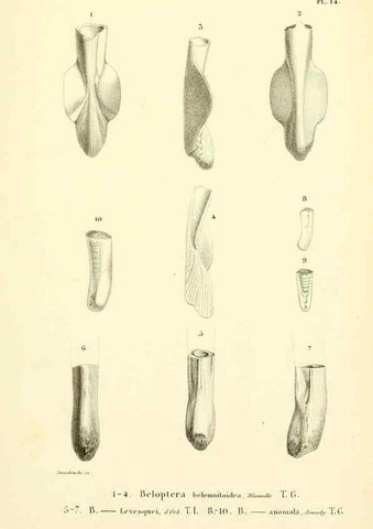 Reproducción/Reproduction 6289735910: Mollusques vivants et fossiles. Atlas. Paris :Gide et Cie., éditeurs,1845