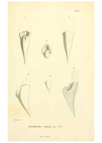 Reproducción/Reproduction 6289736096: Mollusques vivants et fossiles. Atlas. Paris :Gide et Cie., éditeurs,1845