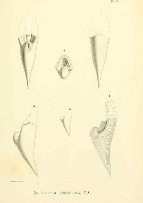 Reproducción/Reproduction 6289736096: Mollusques vivants et fossiles. Atlas. Paris :Gide et Cie., éditeurs,1845