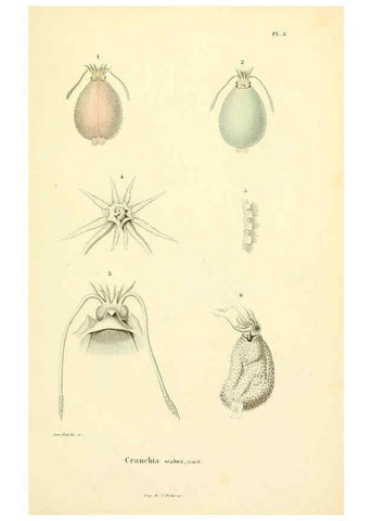 Reproducción/Reproduction 6289214361: Mollusques vivants et fossiles. Atlas. Paris :Gide et Cie., éditeurs,1845