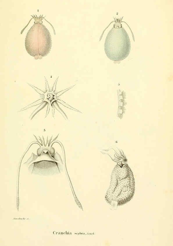 Reproducción/Reproduction 6289214361: Mollusques vivants et fossiles. Atlas. Paris :Gide et Cie., éditeurs,1845